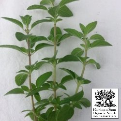 Herbs - Greek Oregano Seeds 300 Seed Packet - Indoor Farmer