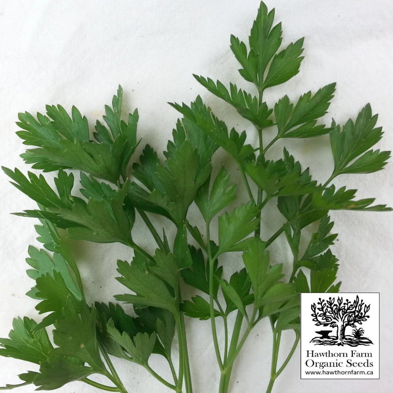 Herbs - Italian Flatleaf Parsley 200 Seed Packet - Indoor Farmer