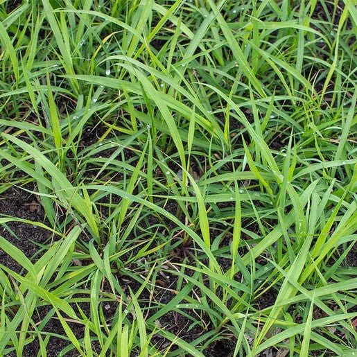 Herbs - Lemongrass Seeds 0.1g (Approx. 250 seeds) - Indoor Farmer