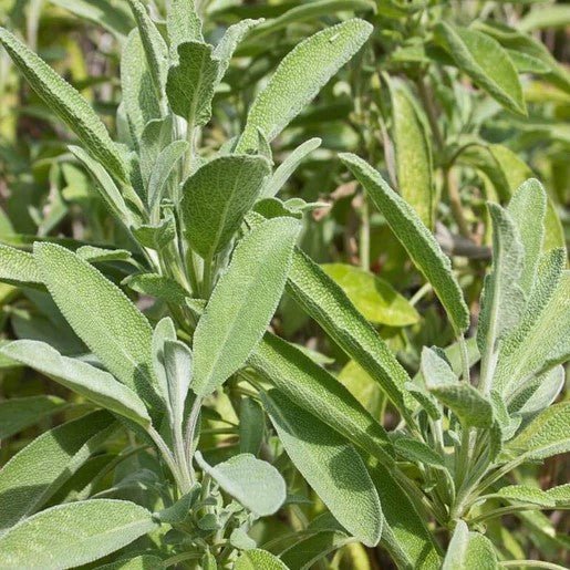 Herbs - Organic Sage Seeds 1g (Approx. 101 seeds) - Indoor Farmer