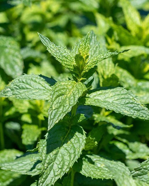 Herbs - Peppermint Seeds 1g (Approx. 1000 seeds) - Indoor Farmer