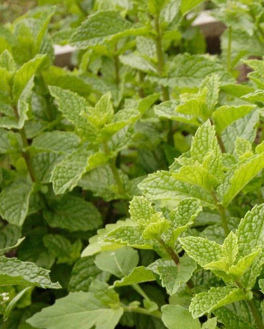 Herbs - Peppermint Seeds 1g (Approx. 1000 seeds) - Indoor Farmer