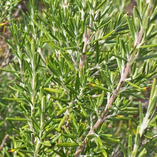 Herbs - Rosemary Seeds - Indoor Farmer