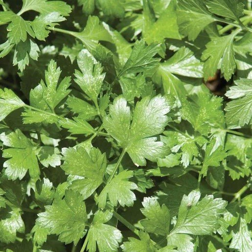 Herbs - Santo Long Standing Cilantro Seeds 1g (Approx. 92 seeds) - Indoor Farmer