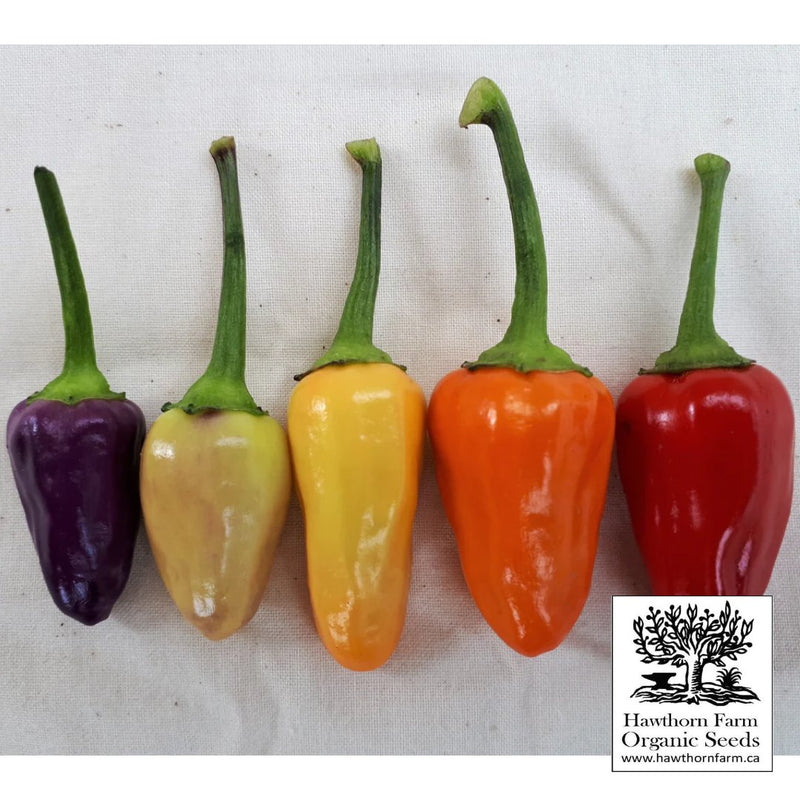 Hot Peppers - Chinese Five Colour Seeds 30 Seed Packet - Indoor Farmer