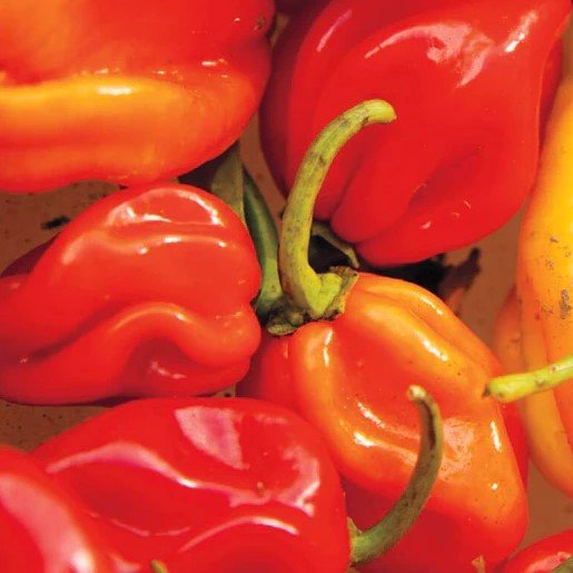 Hot Peppers - Red Habanero Pepper Seeds 0.25g (Approx. 55 seeds) - Indoor Farmer