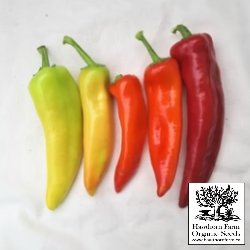 Hot Peppers - Hungarian Hot Wax Seeds 30 Seed Packet - Indoor Farmer