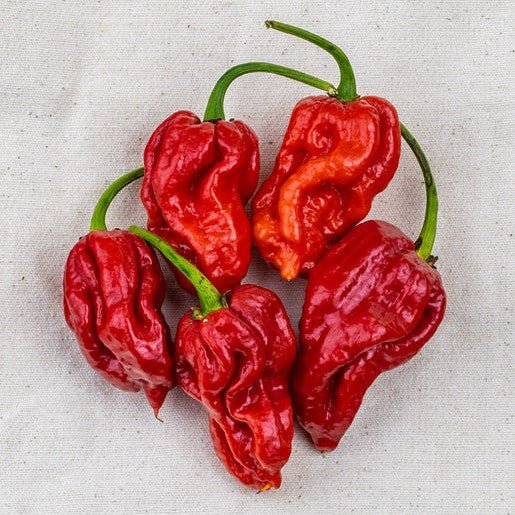 Hot Peppers - Trinidad Moruga Scorpion Seeds 10 seeds - Indoor Farmer