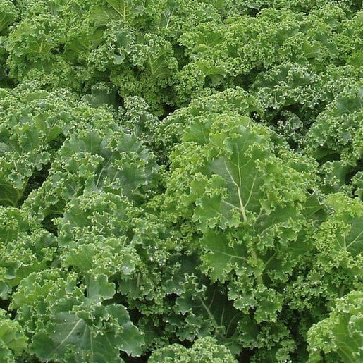 Kale - Starbor Kale Seeds 0.15g (Approx. 50 Seeds) - Indoor Farmer