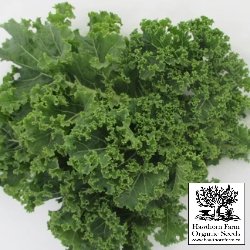 Kale - Vates Blue Curled Seeds 150 Seed Packet - Indoor Farmer