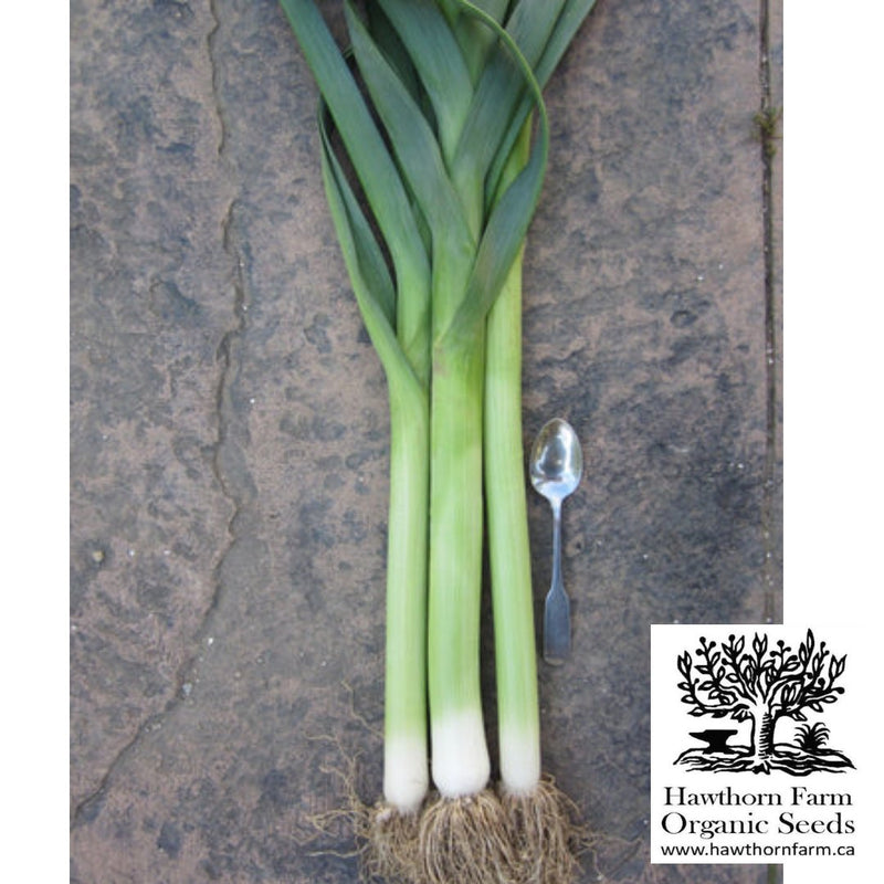 Leek - King Richard Seeds 100 Seed Packet - Indoor Farmer