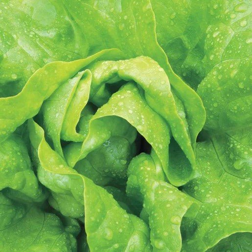 Lettuce - Buttercrunch Lettuce Seeds 1g (Approx. 1000 seeds) - Indoor Farmer