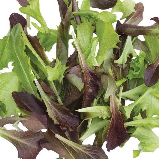 Lettuce - Fast and Furious Blend Organic Seeds 500 seeds - Indoor Farmer