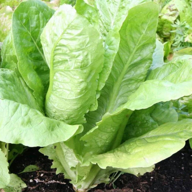 Lettuce - Parris Island Cos Romaine Seeds 0.5g (Approx. 525 seeds) - Indoor Farmer