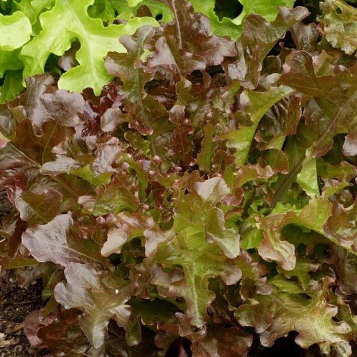 Lettuce - Red Salad Bowl Lettuce Seeds 0.5g (Approx. 950 seeds) - Indoor Farmer