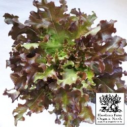 Lettuce - Red Salad Bowl Seeds 300 Seed Packet - Indoor Farmer