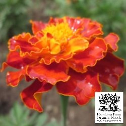 Marigold - French Seeds - Indoor Farmer