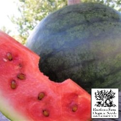 Melons - Blacktail Mountain Seeds 30 Seed Packet - Indoor Farmer