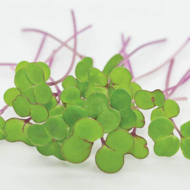 Microgreens - Kale Microgreen Seeds 50g - Indoor Farmer