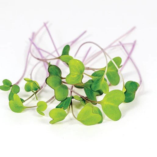 Microgreens - Kohlrabi Microgreen Seeds 50g - Indoor Farmer