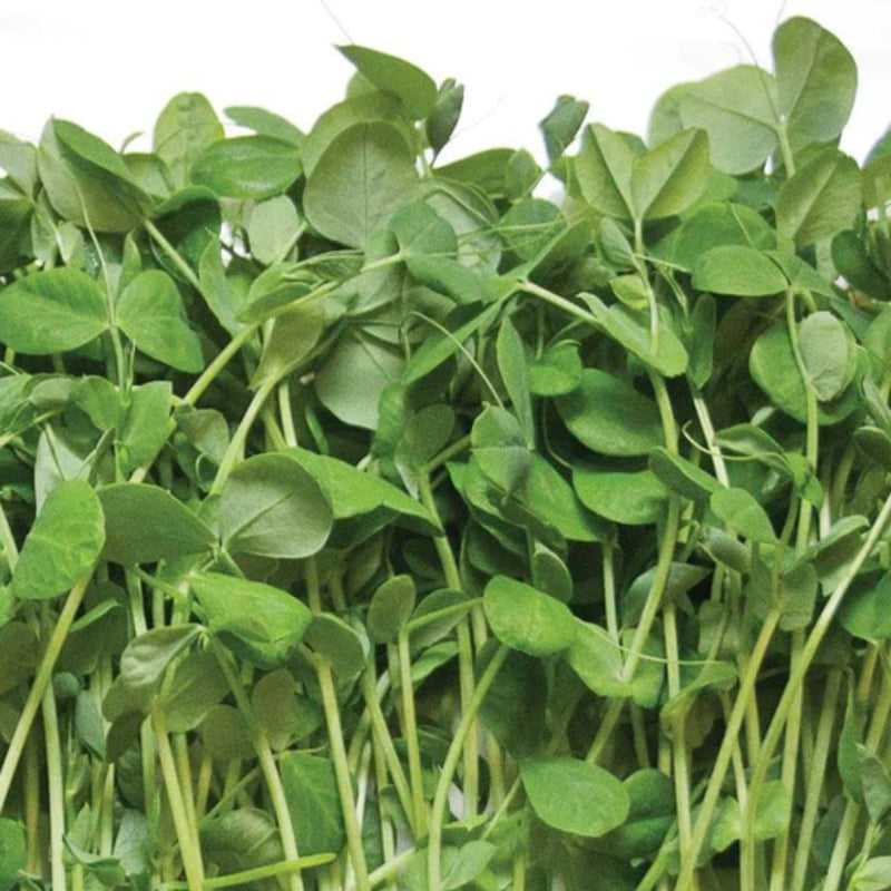 Microgreens - Pea Shoot Microgreen Seeds 200g - Indoor Farmer