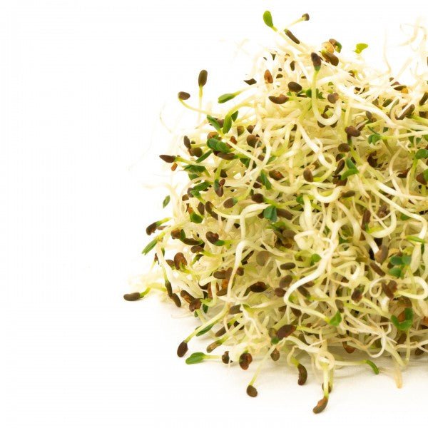 Mumm's Sprouting Seeds Alfalfa 125g - Indoor Farmer