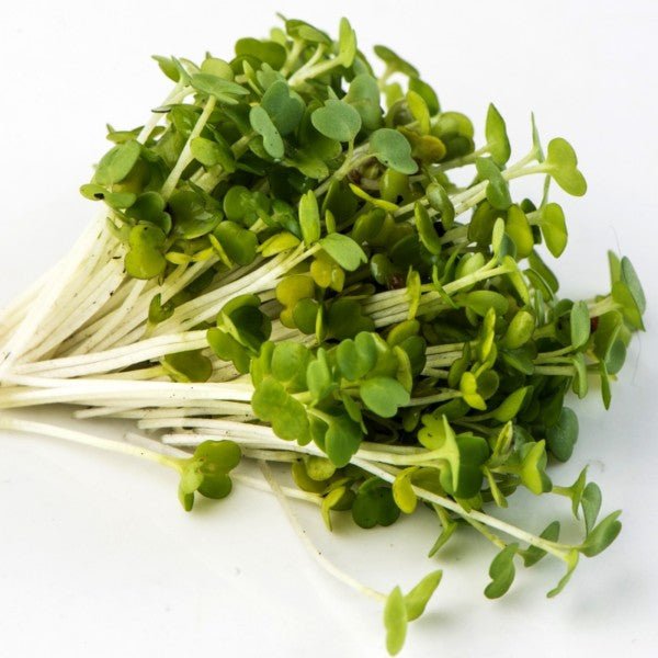 Mumm's Sprouting Seeds Arugula 125g - Indoor Farmer