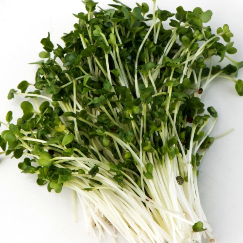 Mumm's Sprouting Seeds Broccoli 100g - Indoor Farmer