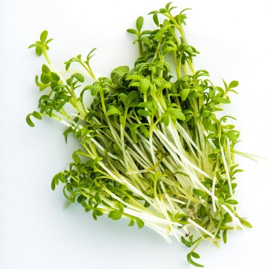 Mumm's Sprouting Seeds Curly Cress (Garden Cress) 125g - Indoor Farmer