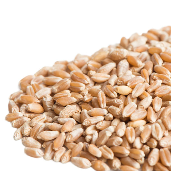 Mumm's Sprouting Seeds Hard Red Spring Wheat 125g - Indoor Farmer