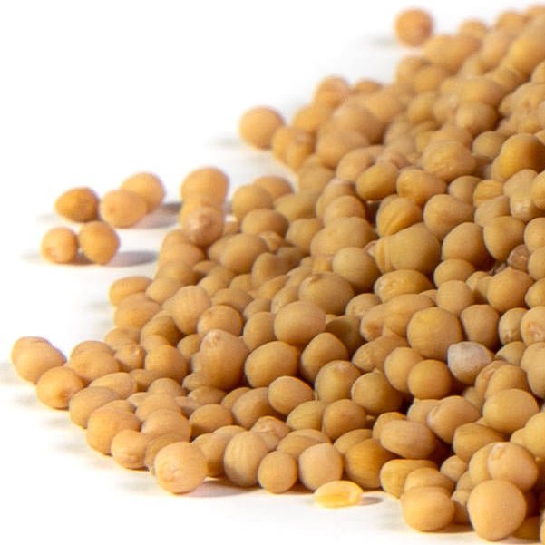 Mumm's Sprouting Seeds Mustard Yellow 100g - Indoor Farmer