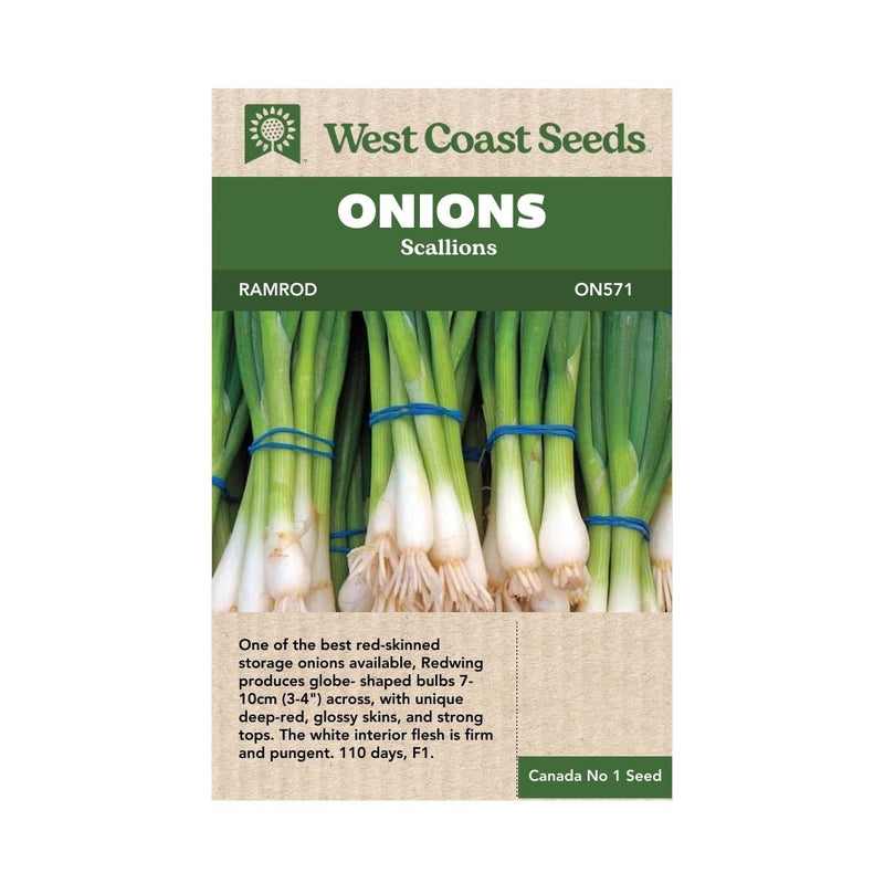 Onion - Ramrod Scallion Seeds 1g (Approx. 297 seeds) - Indoor Farmer