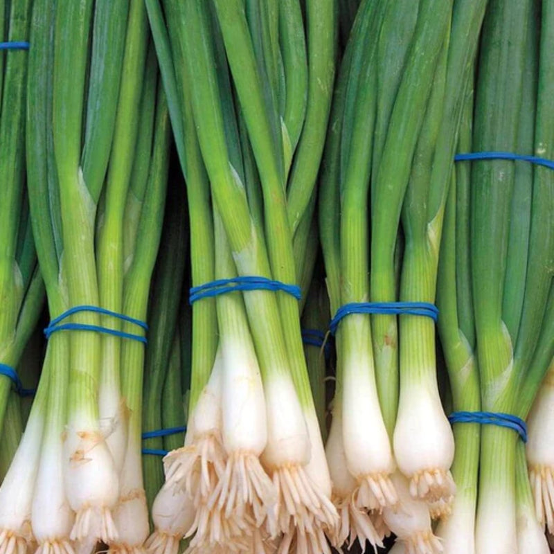 Onion - Ramrod Scallion Seeds 1g (Approx. 297 seeds) - Indoor Farmer