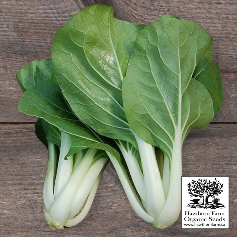 Pac Choi - White Stemmed Seeds 200 Seed Packet - Indoor Farmer