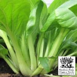 Pac Choi - Shanghai Green Seeds 200 Seed Packet - Indoor Farmer