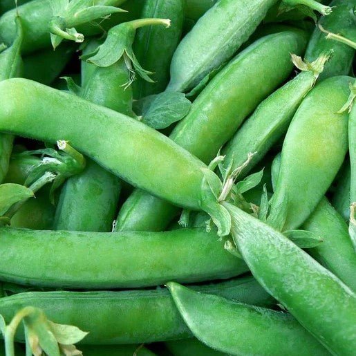 Peas - Super Sugar Snap Pea Seeds 25g (Approx. 107 seeds) - Indoor Farmer