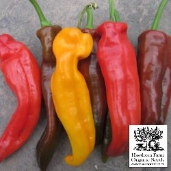 Peppers - Sweet Sunset Italian Seeds 30 Seed Packet - Indoor Farmer