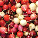 Radish - Easter Egg II Radish Seeds 4g (Approx. 336 seeds) - Indoor Farmer
