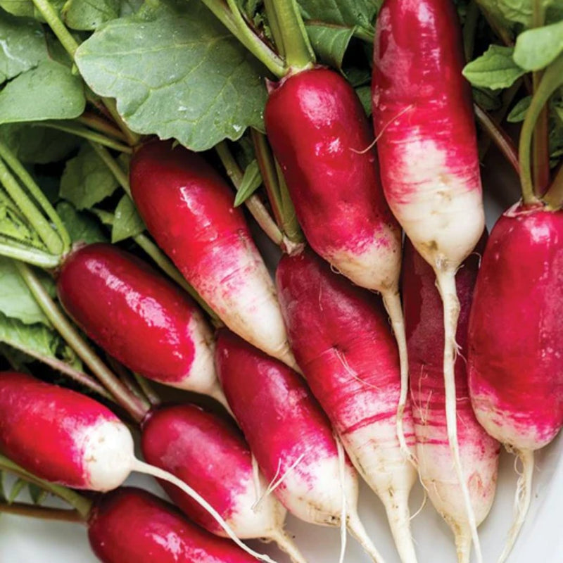 Radish - French Breakfast Radish Seeds 5g (Approx. 400 seeds) - Indoor Farmer