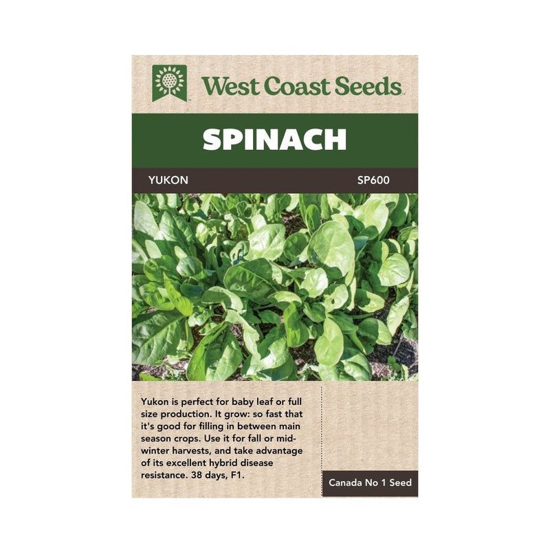 Spinach - Yukon Spinach Seeds 100 seeds - Indoor Farmer