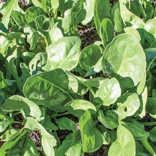 Spinach - Yukon Spinach Seeds 100 seeds - Indoor Farmer