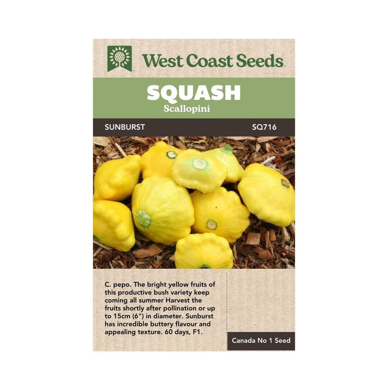 Squash - Sunburst Scallopini Seeds 2g (Approx 20 seeds) - Indoor Farmer