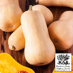 Squash - Waltham Butternut Seeds 30 Seed Packet - Indoor Farmer