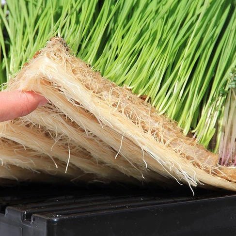 Terrafibre Hemp Microgreen Mat 10'' X 20'' Pack 10 - Indoor Farmer