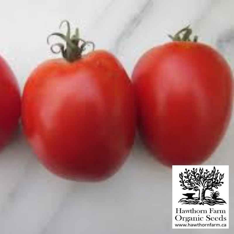 Tomatoes - Amish Paste Seeds 50 Seed Packet - Indoor Farmer