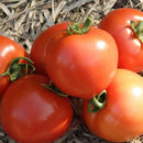 Tomatoes - Early Girl Tomato Seeds 0.05g (Approx. 18 seeds) - Indoor Farmer