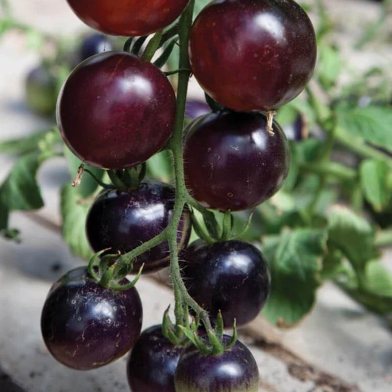 Tomatoes - Indigo Rose Organic Seeds 20 Seeds - Indoor Farmer