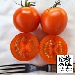 Tomatoes - Jaune Flamme Seeds 50 Seed Packet - Indoor Farmer