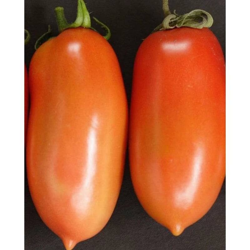 Tomatoes - La Roma Tomato Seeds 0.05g (Approx. 15 seeds) - Indoor Farmer