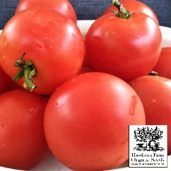 Tomatoes - Moneymaker Seeds 50 Seed Packet - Indoor Farmer